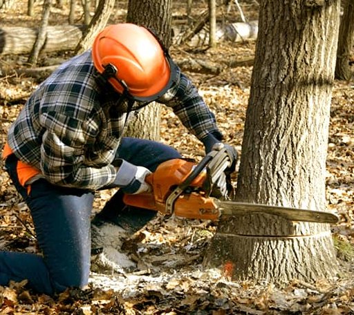 Tree Removal in Kingston, MI